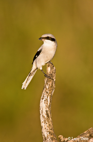 Loggerhead shrike